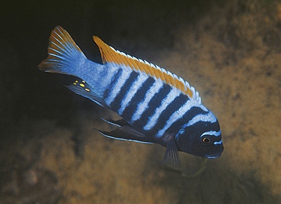 Maylandia pyrsonotos 'Nakantenga Island'